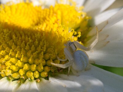 Flower lurking macro
