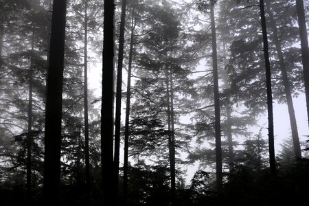 Landscape fog mystical