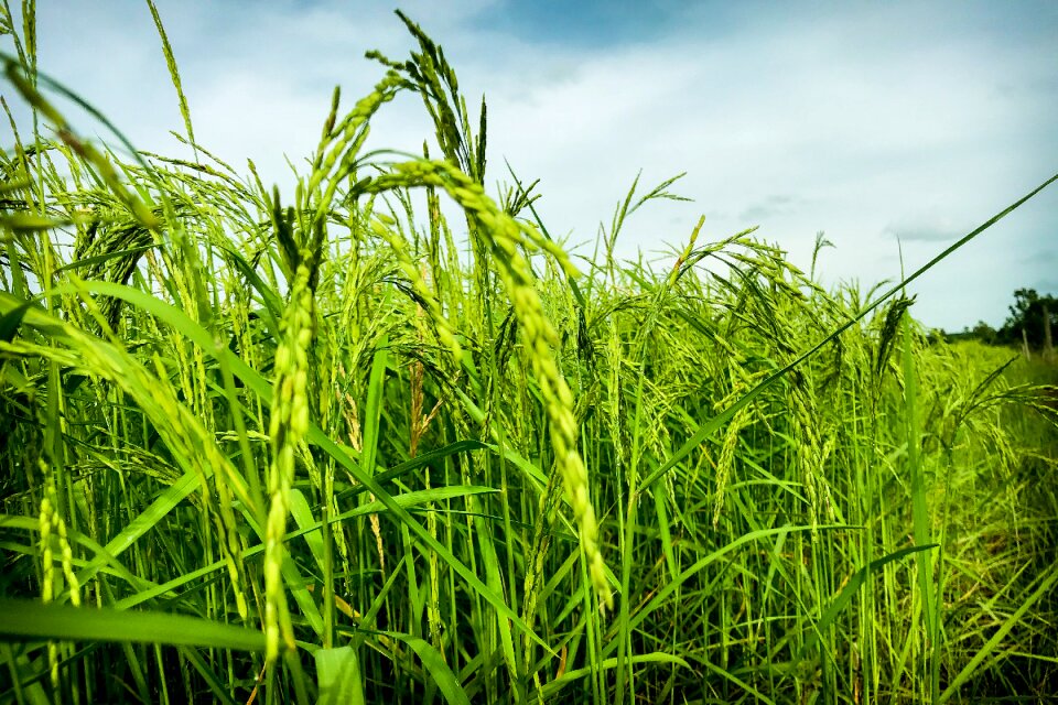 Rice information sky