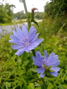 Weeds purple nature