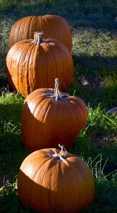 Rural nature harvest