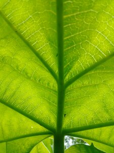 Leaves sunlight leaf