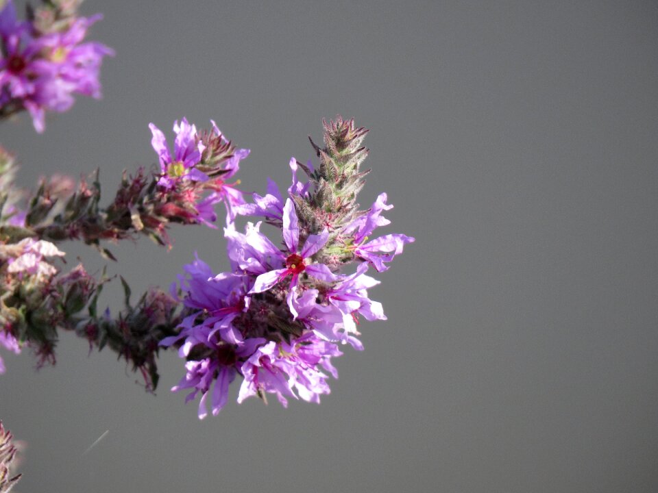 Nature plant summer