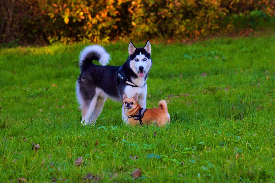Outside grass autumn