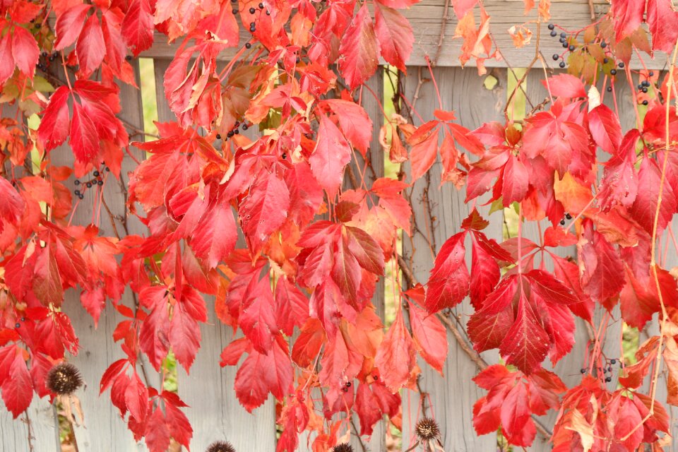 Autumn plants nature
