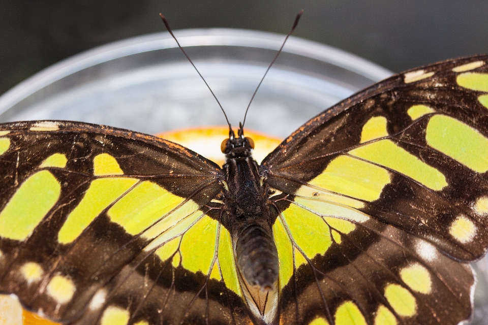 Tropical scale wing scales
