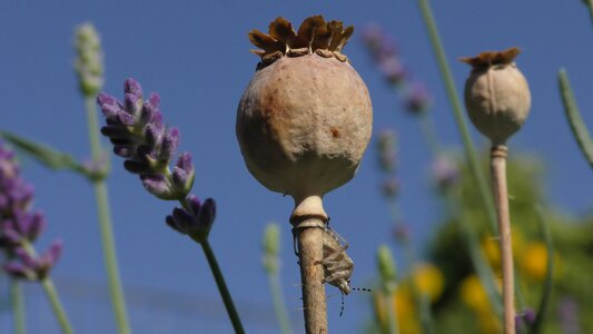 Poppy flower poppies poppy capsule photo