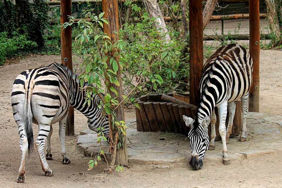 Animal striped mammal