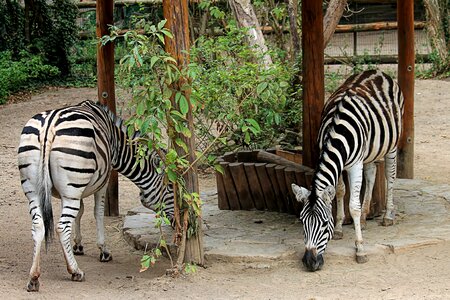 Animal striped mammal