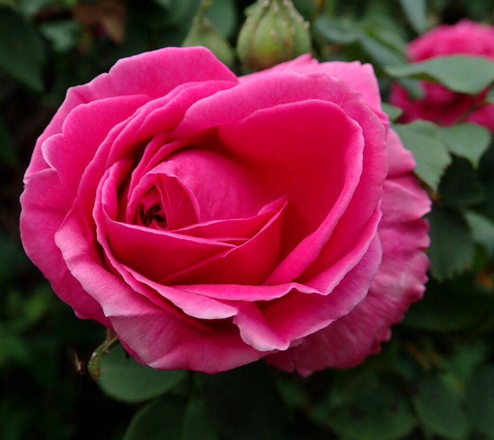 Garden nature