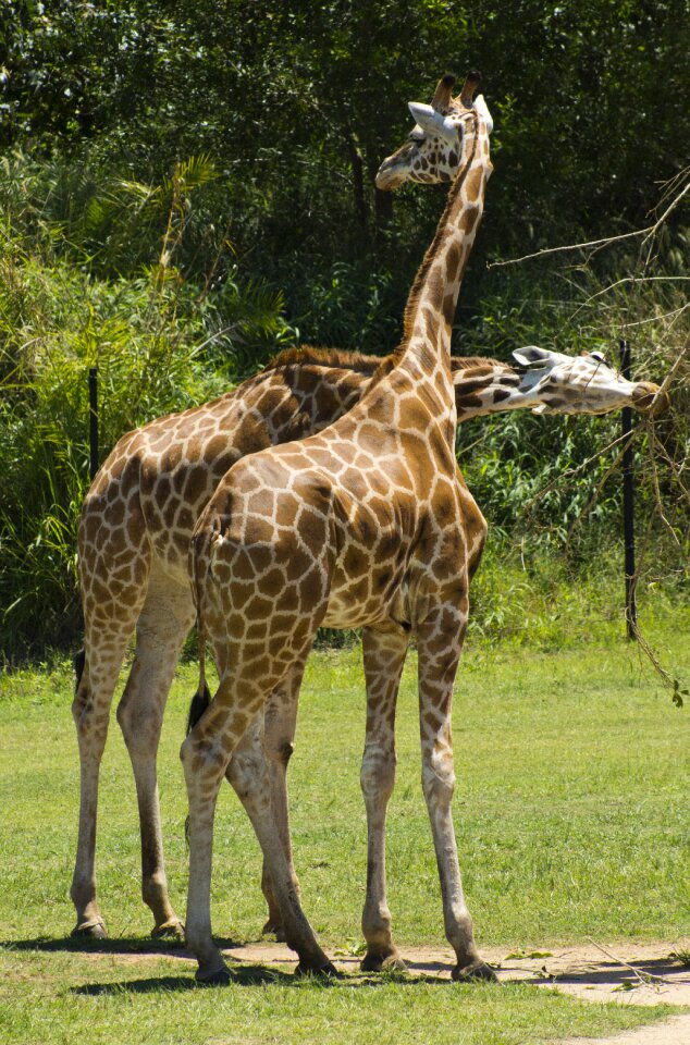Safari wildlife wild