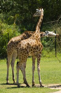 Safari wildlife wild photo