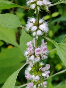 Mint herbal green