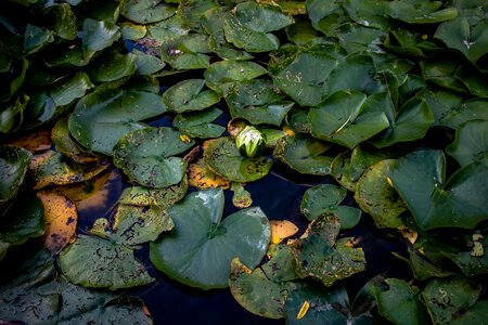 Water green nature