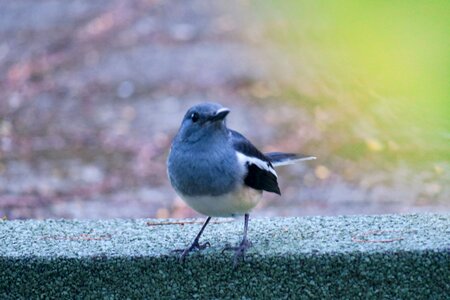 Common birds wings wild photo