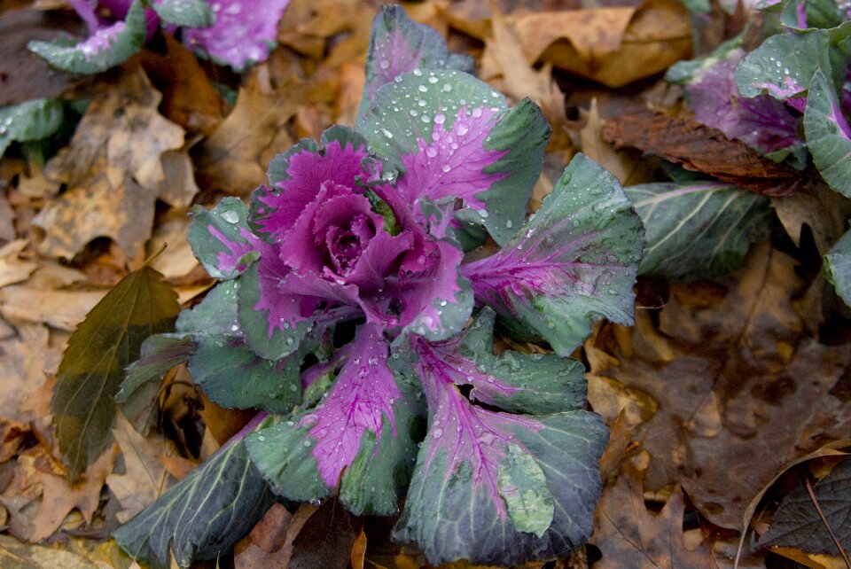 Vegetables cabbage coloured leaves