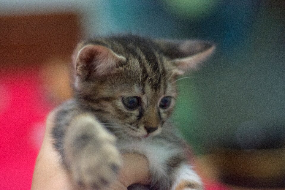 Animal animals pets