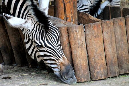 Animal striped mammal photo