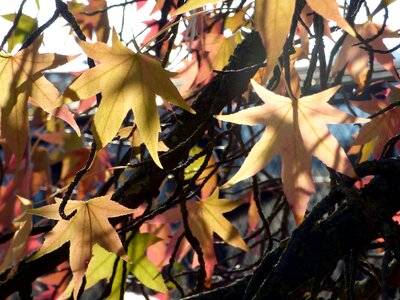 Fall colorful autumn