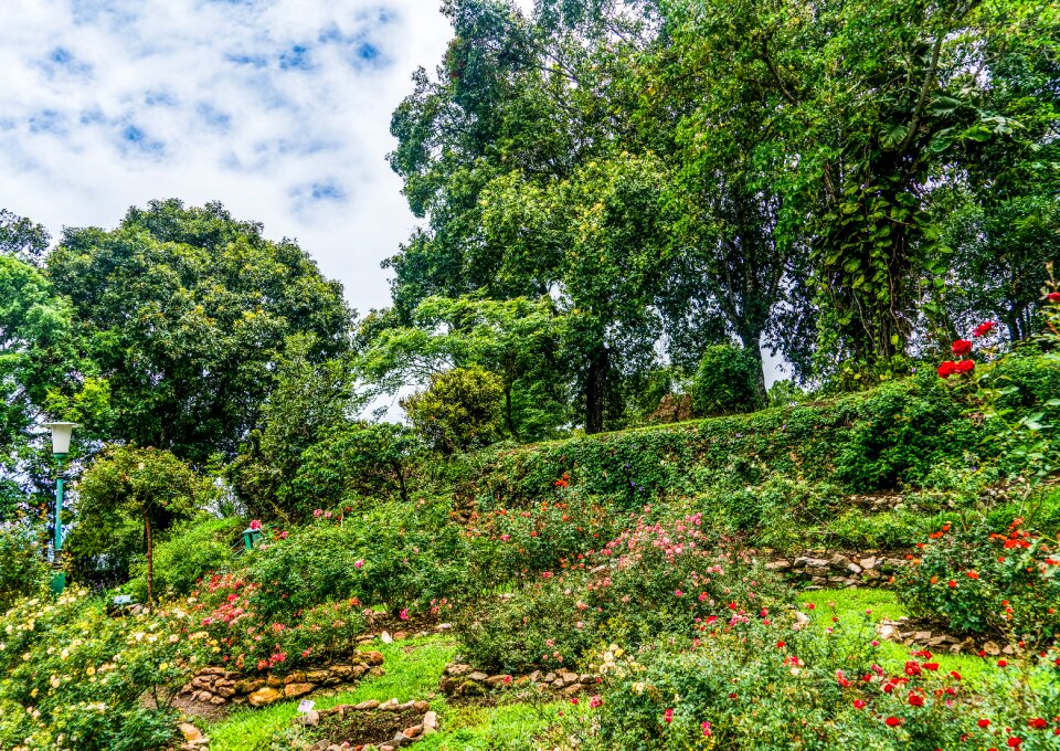 Mountain nature flowers
