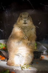 Animal lemming prairie dog