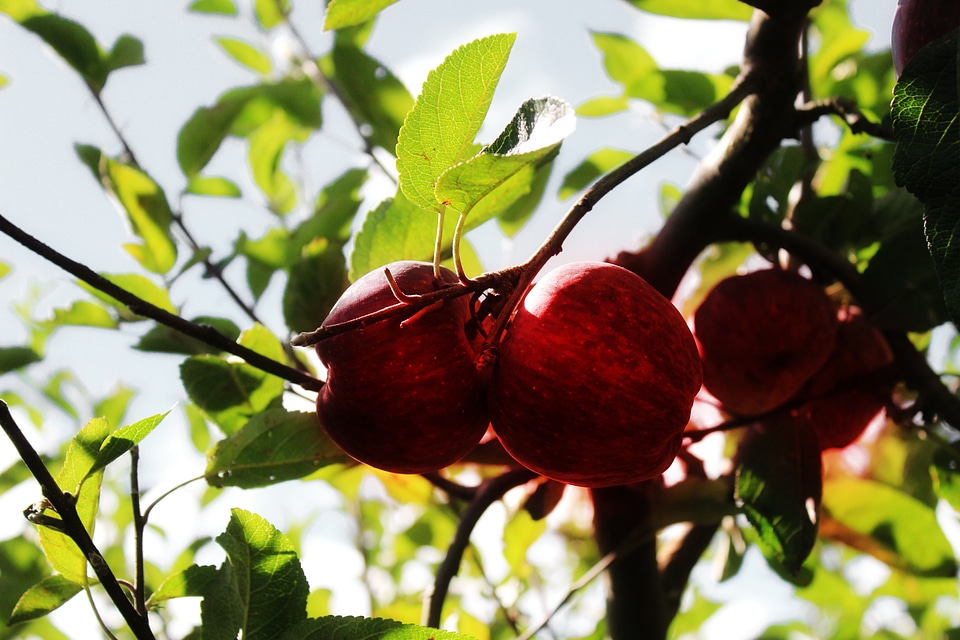 Growing food healthy