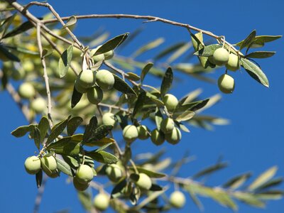 Sky fruits leaves