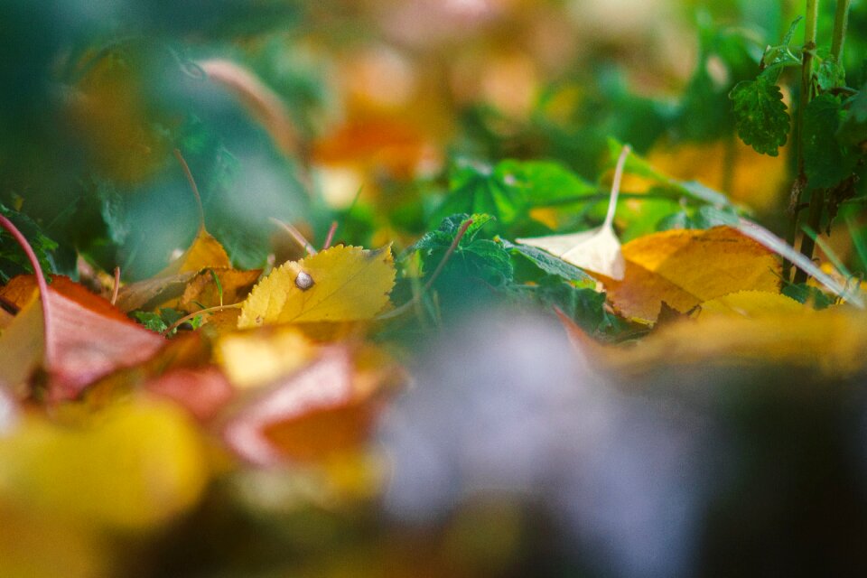 Nature colorful bright