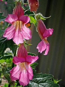 Plant garden nature