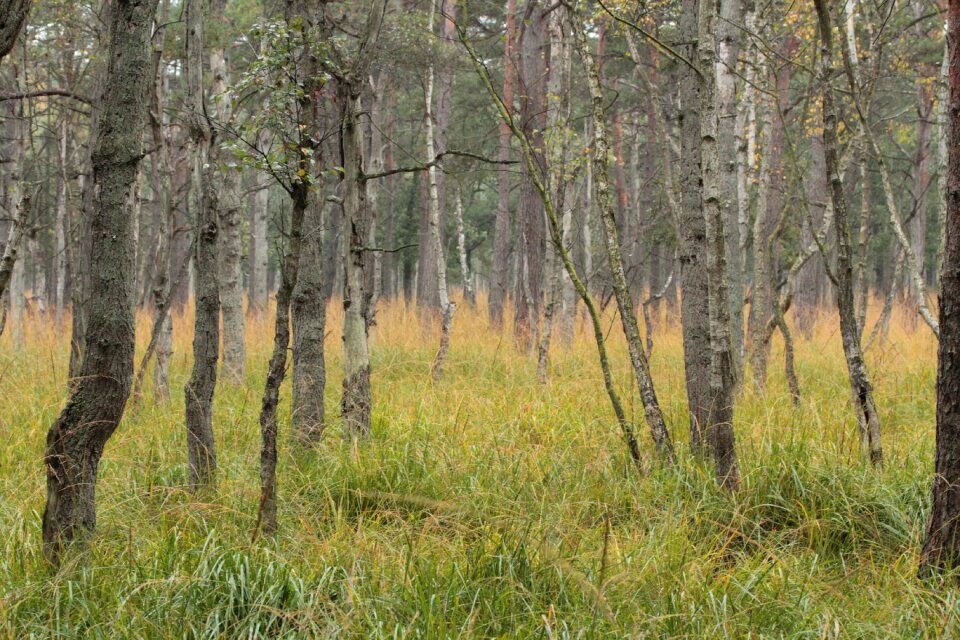 Nature landscape autumn