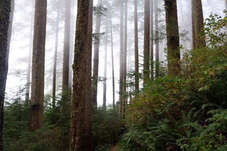 Landscape fog path photo