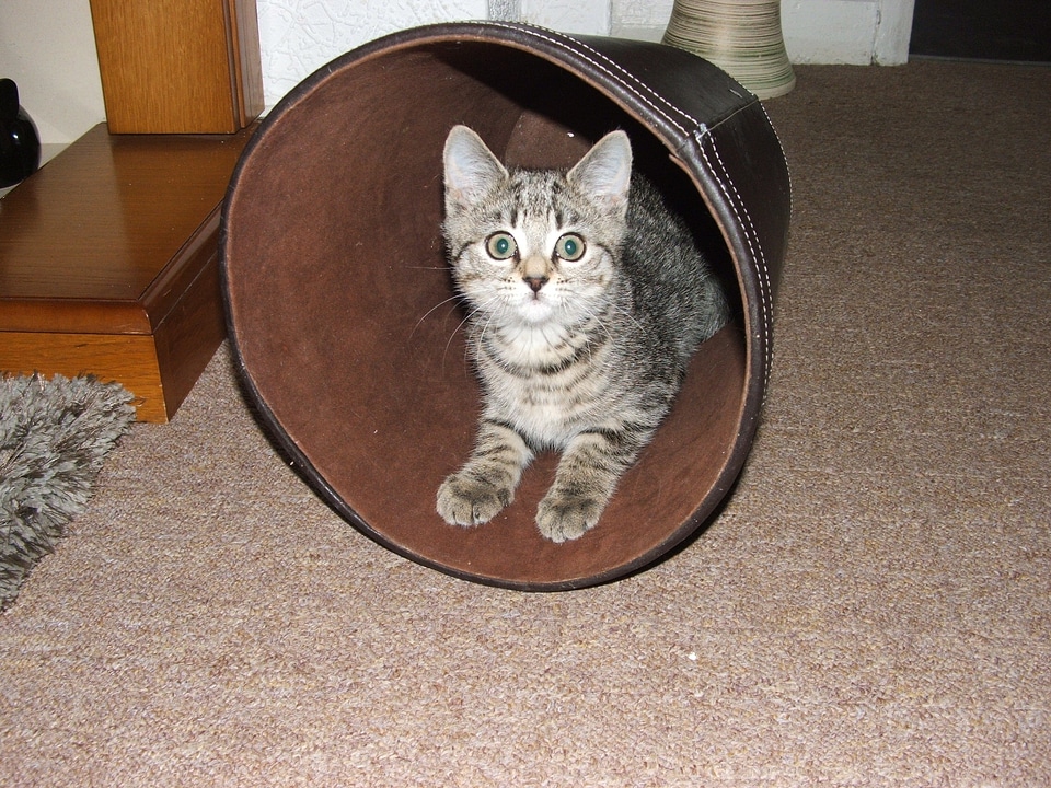 Playful animals pets