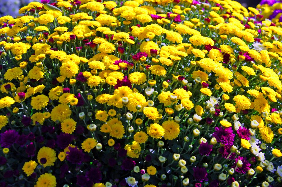 Autumn autumn flowers nice