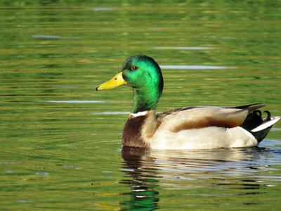 Pond swim colorful