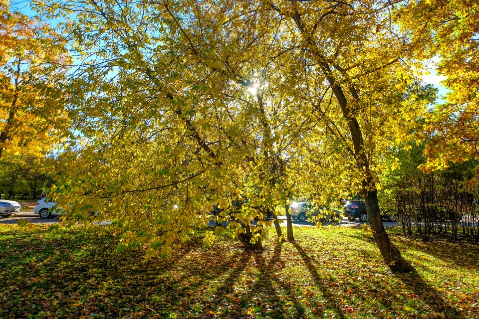 Nature leaves season