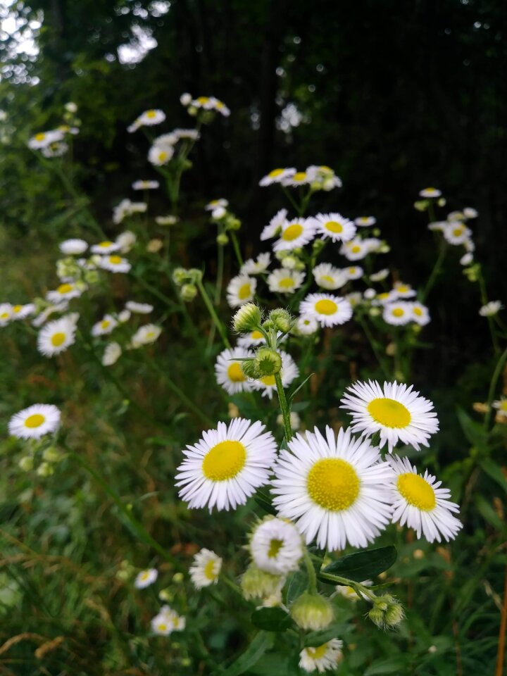 Flower wildflower weeds