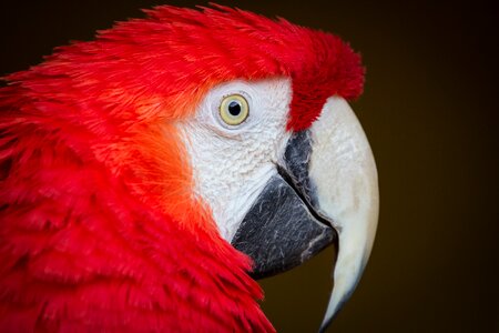 Parrot plumage eyes