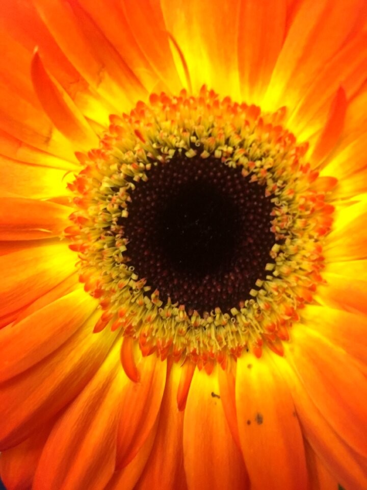 Bloom bright orange