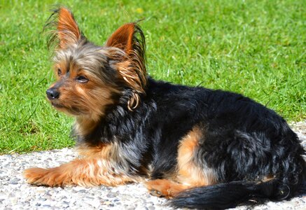Dog pet summer