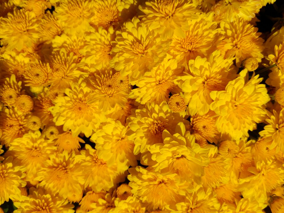 Garden chrysanthemum yellow