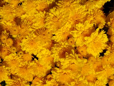Garden chrysanthemum yellow photo