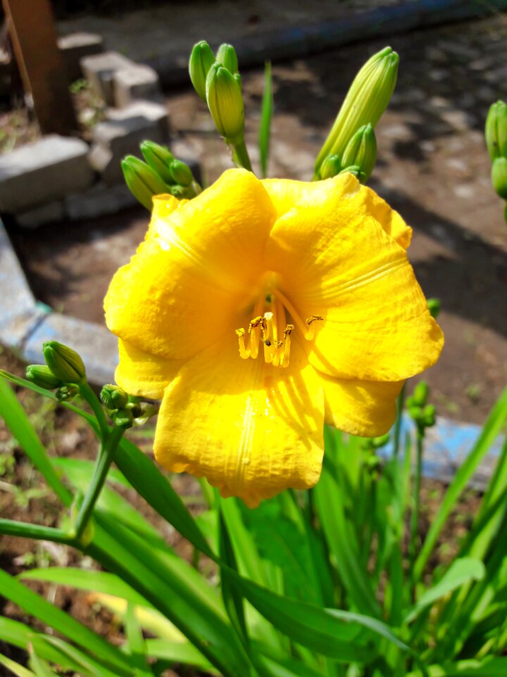 Plant flowers vegetation