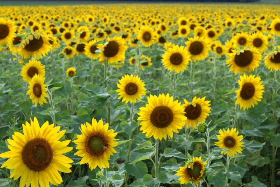 Summer agriculture green sunflower