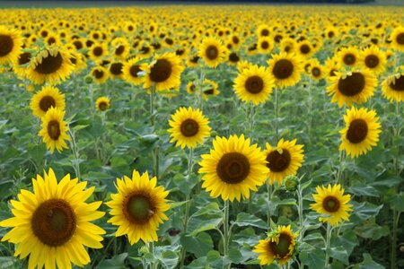 Summer agriculture green sunflower photo