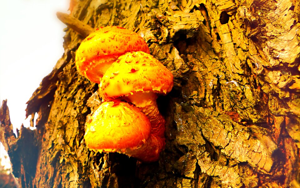 Autumn tree fructification