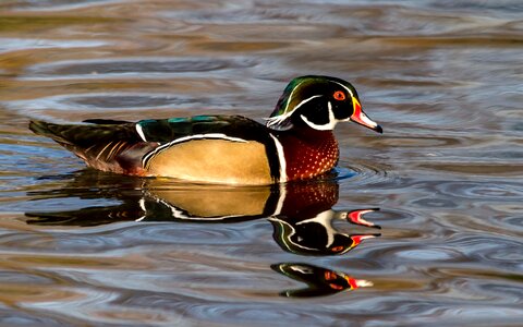 Birds water animal world photo