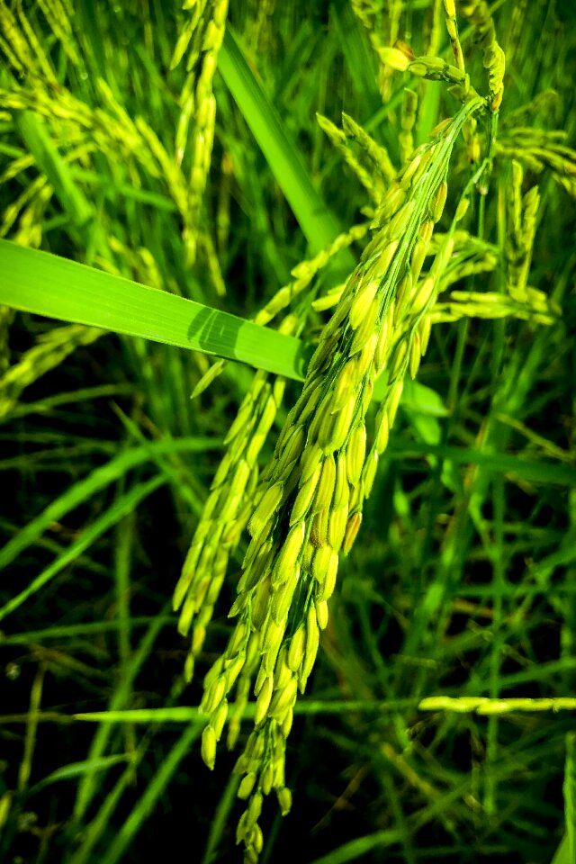 Rice information sky