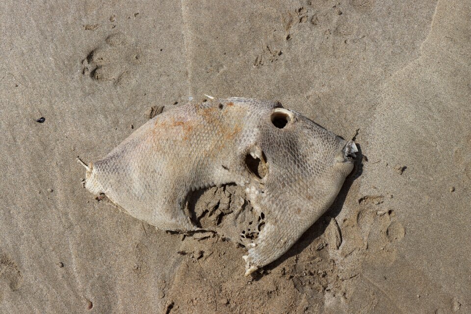 Flat fish carcass skeleton