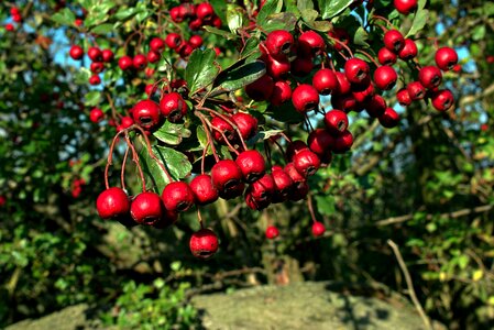 Red berries bush tree photo