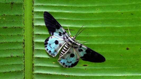 Wings fauna wing